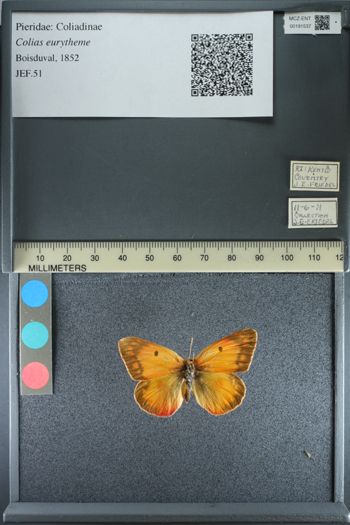 Media type: image;   Entomology 191537